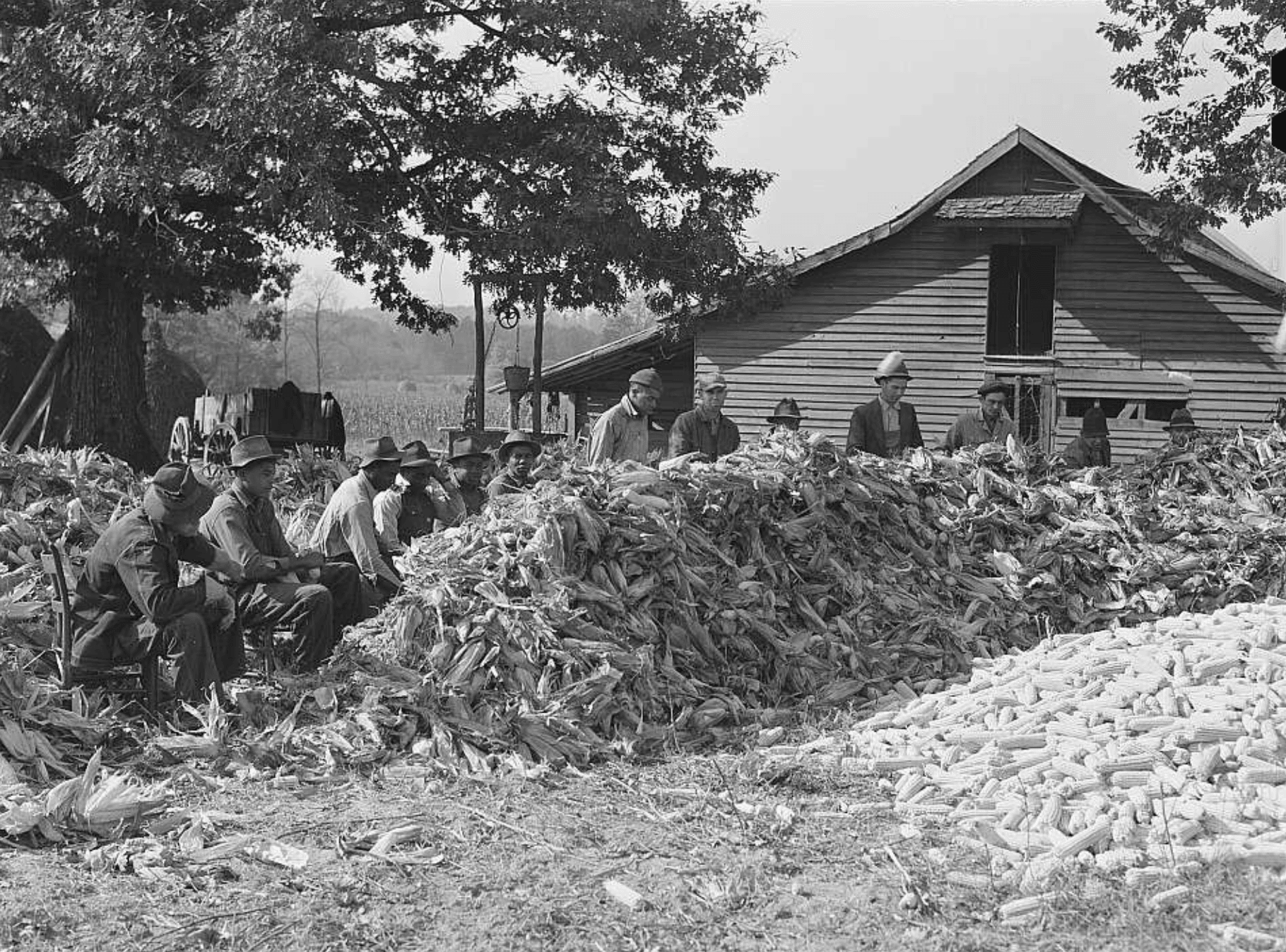 Courting at the Corn Shuck: A Cultural Tradition in the South